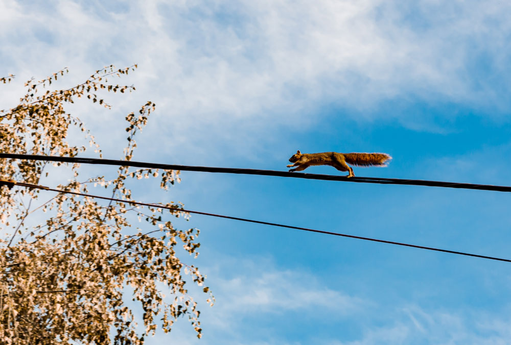 Q & A: How can squirrels run across power lines without getting hurt?